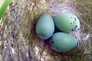 Do You have A Nest Egg? – Thursday’s Daily Jigsaw Puzzle