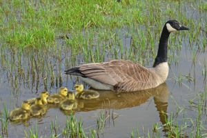 The Goose And The Goslings – Friday’s Jigsaw Puzzle Tail