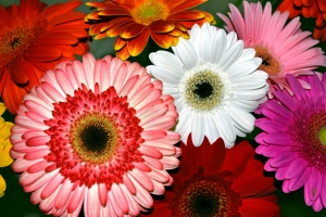 Colorful Flowers – Wednesday’s Mid-Week Jigsaw Puzzle