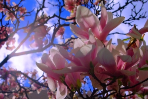 Monday’s Free Daily Jigsaw Puzzle – Cherry Blossom Flowers