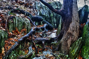 Ugly Tree – Wednesday’s Daily Jigsaw Puzzle
