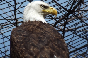 Bald Eagle – Thursday’s Independence Day Jigsaw Puzzle