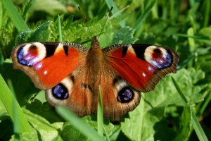 Peacock Butterfly – Wednesday’s Daily Jigsaw Puzzle