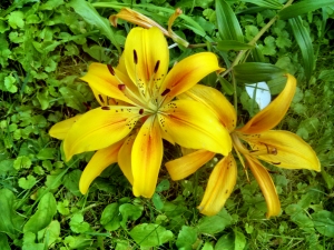 Yellow Flower – Sunday’s Outdoor Daily Jigsaw Puzzle