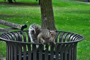 Squirrel In The Park – Thursday’s Daily Jigsaw Puzzle