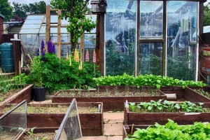 Friday’s Growing Season Daily Jigsaw Puzzle – Allotment