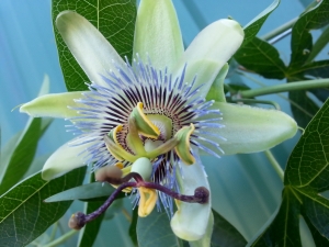 Thursday’s Exotic Flower Free Daily Jigsaw Puzzle