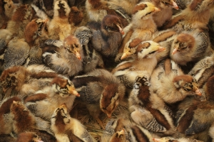 Baby Chicks – Saturday’s Super Tough Daily Jigsaw Puzzle