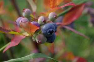 Chocolate Covered Blueberry – Wednesday’s Daily Jigsaw Puzzle
