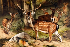 Tuesday’s Lost In the Woods Daily Jigsaw Puzzle