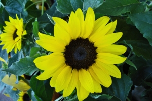 Sunflower – Yes, It’s Another Flower Jigsaw Puzzle