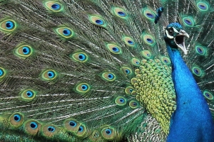 Really Tough Bird – Peacock – Friday’s Daily Jigsaw Puzzle