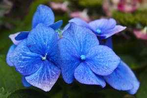 Something To Water – Hydrangea – Saturday’s Jigsaw Puzzle