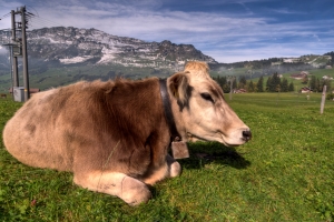 How Now, Brown Cow? – Wednesday’s Daily Jigsaw Puzzle