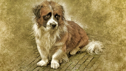 Life’s a Dog – Wednesday’s Free Daily Jigsaw Puzzle