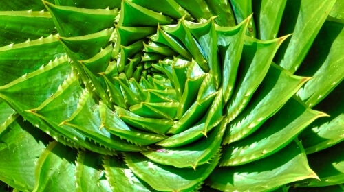 Aloe plant jigsaw puzzles graphic image