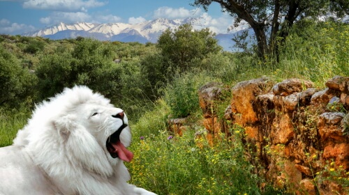 White Lion – Thursday’s Daily Jigsaw Puzzle