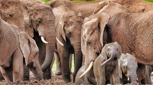 Elephant Family – Sunday’s Daily Jigsaw Puzzle