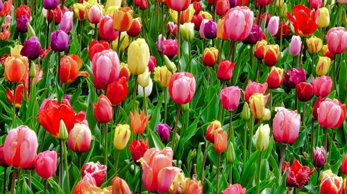 Field of Tulips – Saturday’s Daily Jigsaw Puzzle