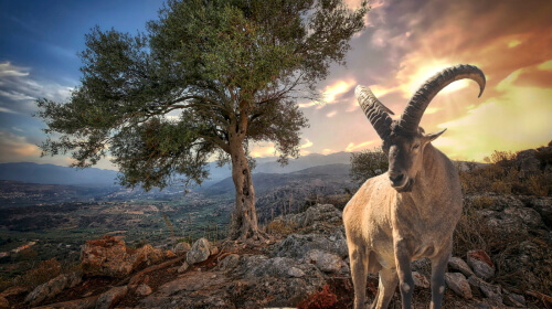 Big Horn Sheep – Thursday’s Outdoors Daily Jigsaw Puzzle