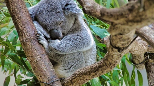 Friday’s Free Daily Jigsaw Puzzle – Koala