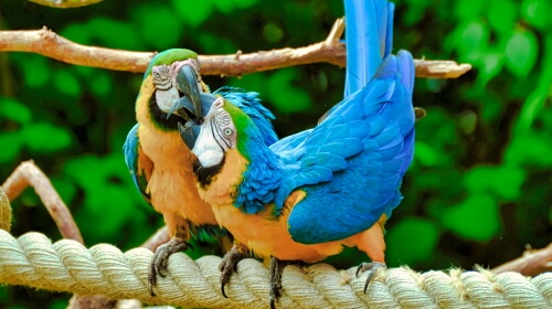 Parrots – Sunday’s Daily Jigsaw Puzzle