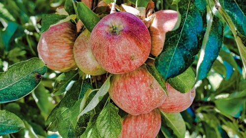 Delicious Red Apples – Thursday’s Daily Jigsaw Puzzle