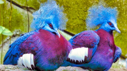 Punk Rock Pigeons – Monday’s Daily Jigsaw Puzzle