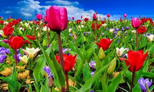 Field of Flowers – Wednesday’s Daily Jigsaw Puzzle