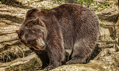 Big Brown Bear – Friday’s Free Daily Jigsaw Puzzle