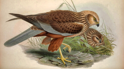 The Western Marsh Harrier