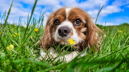 Puppy Dog In A Field