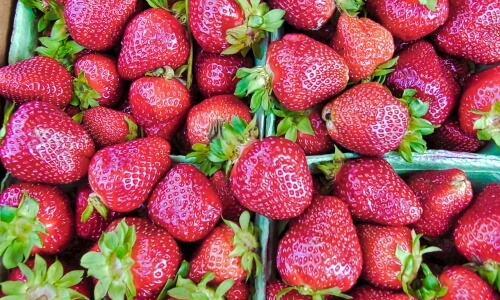 Strawberries – Tuesday’s Delicious Daily Jigsaw Puzzle