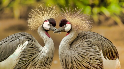 Grey Crowned Cranes – Saturday’s Daily Jigsaw Puzzle