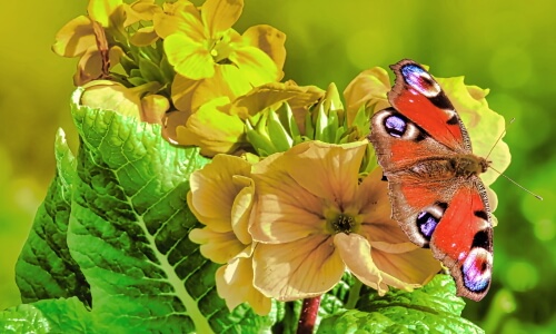 Beautiful Butterfly