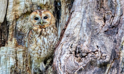 An Owl In The Deep, Deep Woods