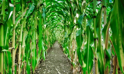 The Corn Maze – Wednesday’s Daily Jigsaw Puzzle