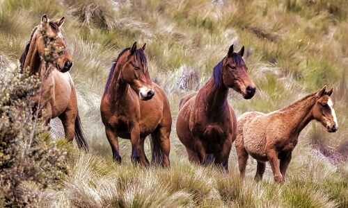 Wild Horses – Sunday’s Daily Jigsaw Puzzle