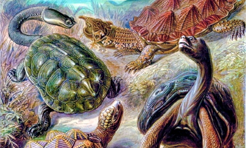 Turtles – Saturday’s Daily Jigsaw Puzzle