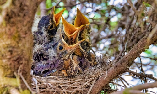 Baby Birds – Thursday’s Daily Jigsaw Puzzle