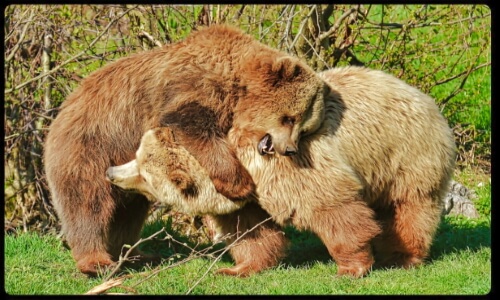 Bears! Thursday’s Free Daily Jigsaw Puzzle