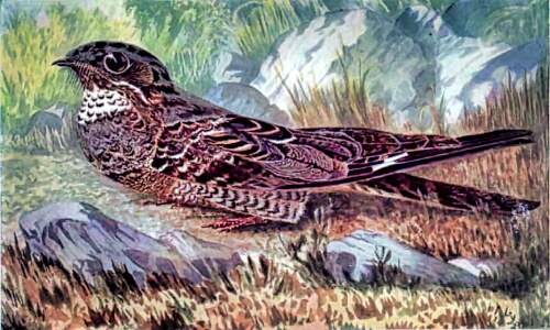 The Javan Nightjar – Tuesday’s Free Daily Jigsaw Puzzle