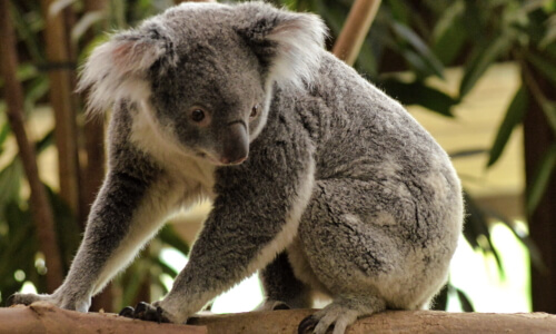 Koala – Tuesday’s Wildlife Jigsaw Puzzle