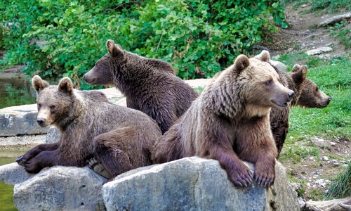 Brown Bears In The Woods – Friday’s Free Daily Jigsaw Puzzle