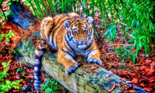 Fuzzy Tiger In The Woods