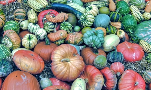 Pumpkins – Sunday’s Daily Jigsaw Puzzle