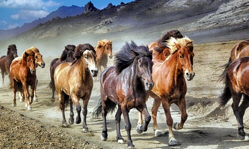 Wild Horses – Thursday’s Daily Jigsaw Puzzle