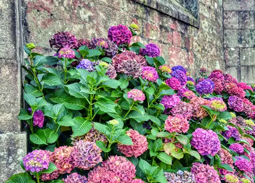 Wall Flowers – Thursday’s Daily Jigsaw Puzzle