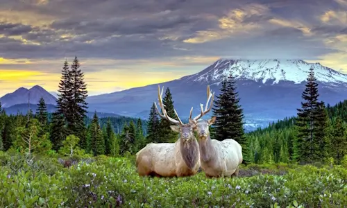 Elk In The Woods- Monday’s Free Daily Jigsaw Puzzle