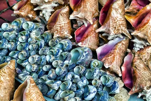 Seashells – Friday’s Extra Tough Jigsaw Puzzle